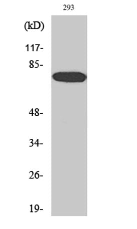 WAVE1 rabbit pAb 50µL/100µL