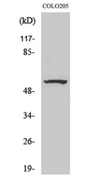 ZNF682 rabbit pAb