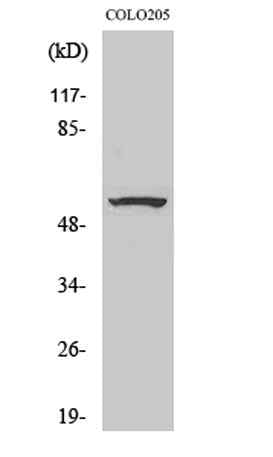 ZNF682 rabbit pAb