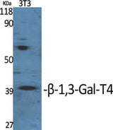 β-1,3-Gal-T4 rabbit pAb
