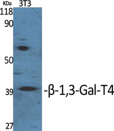 β-1,3-Gal-T4 rabbit pAb