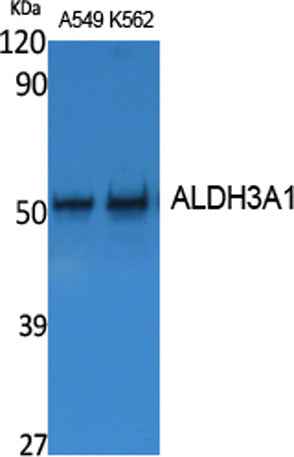 ALDH3A1 rabbit pAb