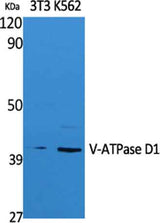V-ATPase D1 rabbit pAb