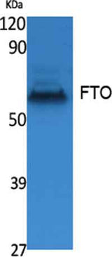 FTO rabbit pAb