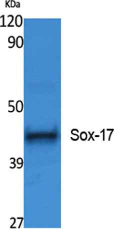 Sox-17 rabbit pAb