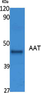 AAT rabbit pAb
