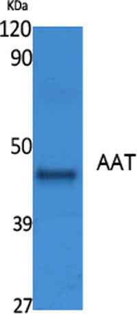 AAT rabbit pAb