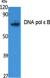DNA pol ε B rabbit pAb