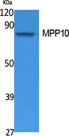 MPP10 rabbit pAb