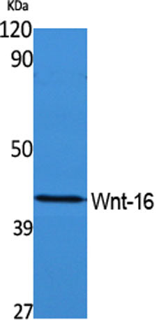 Wnt-16 rabbit pAb 50µL/100µL