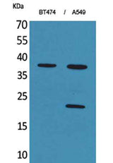 IFN-α1 rabbit pAb