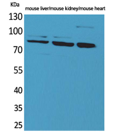 CUL-4B rabbit pAb 50µL/100µL
