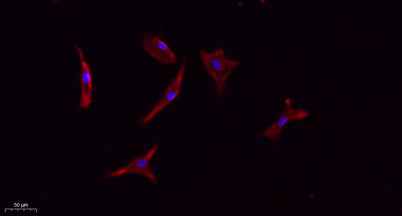 CD133 rabbit pAb