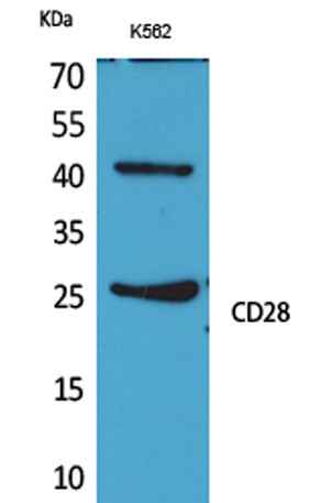 CD28 rabbit pAb
