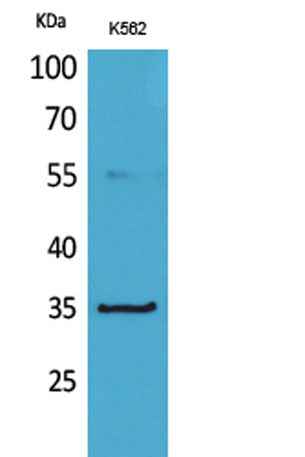 CD32-A rabbit pAb