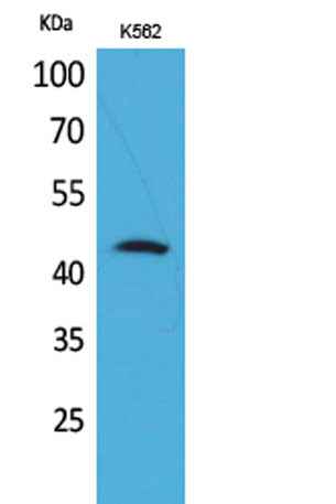 CD48 rabbit pAb