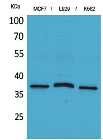CD79b rabbit pAb