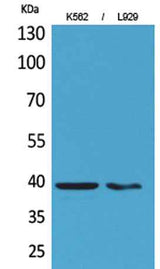 CD84 rabbit pAb