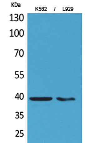 CD84 rabbit pAb