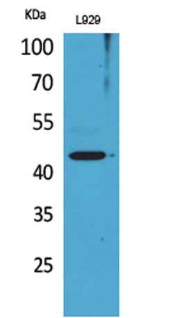 Siglec-5/14 rabbit pAb
