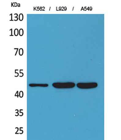 CD158z rabbit pAb