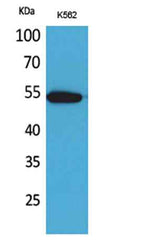CD329 rabbit pAb