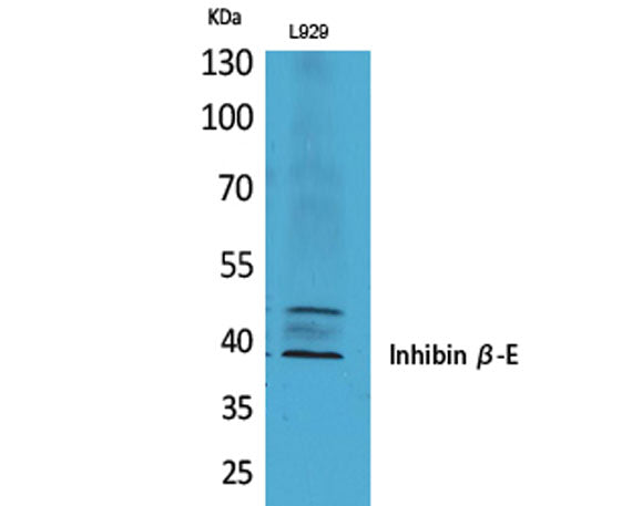 Inhibin β-E rabbit pAb 50µL/100µL