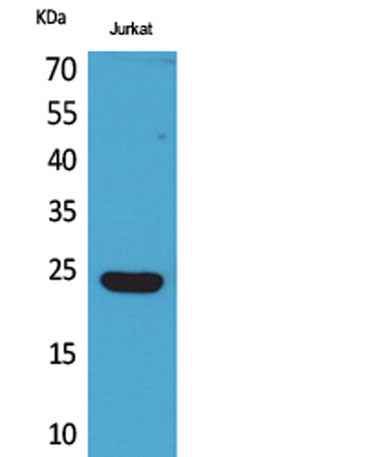 IFN-ε rabbit pAb