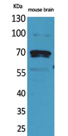 Amphiphysin II rabbit pAb