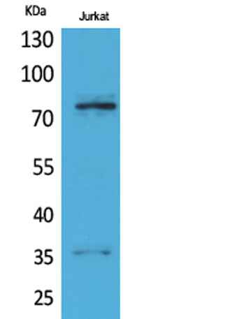 p73 rabbit pAb