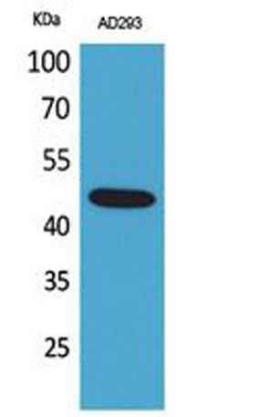SCYL1BP1 rabbit pAb
