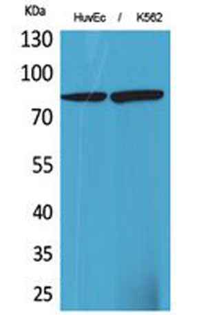 17β-HSD4 rabbit pAb
