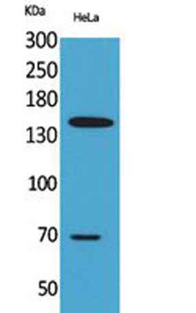 CD42b rabbit pAb