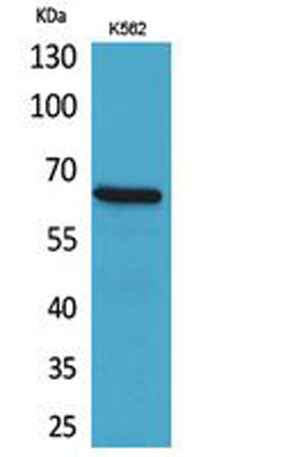 CD166 rabbit pAb