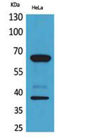 DNAM-1 rabbit pAb