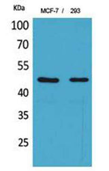 Inhibin β-A rabbit pAb