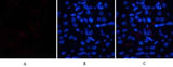 HSP70 rabbit pAb