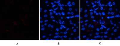 HSP70 rabbit pAb