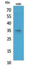 Syntaxin 1 rabbit pAb