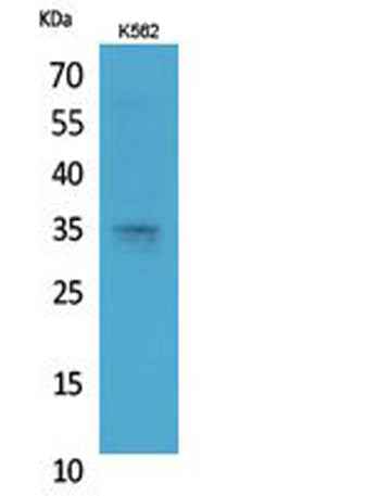 Syntaxin 1 rabbit pAb