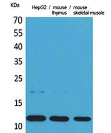Eotaxin rabbit pAb