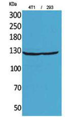 Integrin αD rabbit pAb