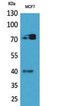 CD110 rabbit pAb