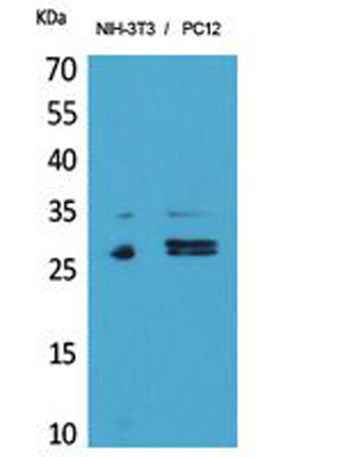DcR1 rabbit pAb