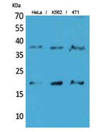 STING/TMEM173 rabbit pAb