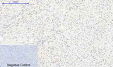 Histone H2A rabbit pAb