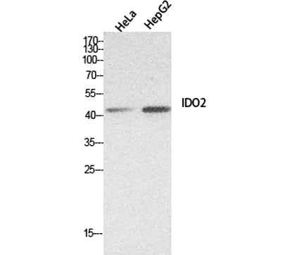 INDOL1 rabbit pAb