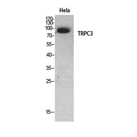 TRPC3 rabbit pAb