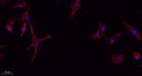 Glut4 rabbit pAb