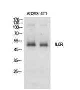 IL-6Rα rabbit pAb